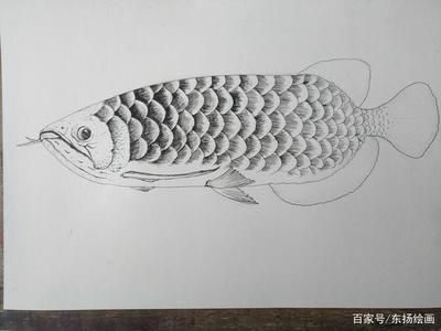 龍魚怎么畫：彩鉛畫龍魚繪畫步驟和技巧，彩鉛畫龍魚色彩搭配技巧 龍魚百科 第1張