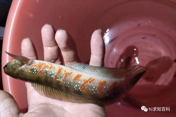 雷龍魚逃脫時(shí)的心理狀態(tài)分析：雷龍魚在逃脫時(shí)可能表現(xiàn)出的心理狀態(tài)可能會(huì)影響其逃脫 龍魚百科 第1張