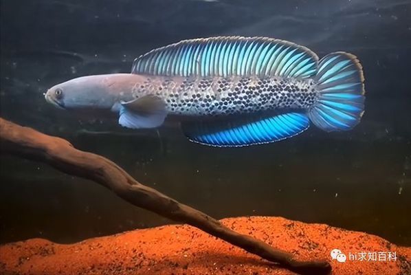 雷龍魚逃脫時(shí)的心理狀態(tài)分析：雷龍魚在逃脫時(shí)可能表現(xiàn)出的心理狀態(tài)可能會(huì)影響其逃脫 龍魚百科 第5張