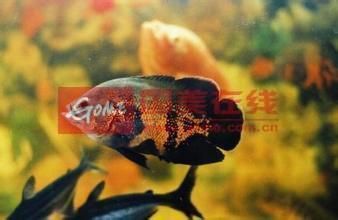 金龍魚怎樣換水：金龍魚的換水過(guò)程對(duì)于保持水質(zhì)和維持其健康至關(guān)重要 水族問(wèn)答 第2張