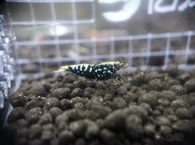 星鉆魚(yú)幼年期最佳飼料選擇：星鉆魚(yú)幼年期最佳飼料選擇是人工飼料或動(dòng)物性餌料 龍魚(yú)百科 第3張