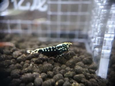 星鉆魚(yú)幼年期最佳飼料選擇：星鉆魚(yú)幼年期最佳飼料選擇是人工飼料或動(dòng)物性餌料 龍魚(yú)百科 第5張