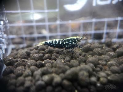 星鉆魚(yú)幼年期最佳飼料選擇：星鉆魚(yú)幼年期最佳飼料選擇是人工飼料或動(dòng)物性餌料 龍魚(yú)百科 第4張