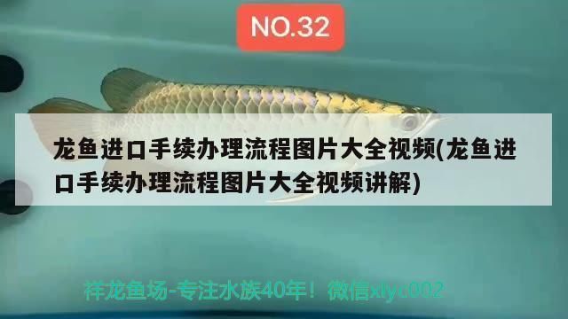 龍魚進(jìn)口流程視頻講解下載：合法進(jìn)口龍魚的法規(guī)解讀 龍魚百科 第3張