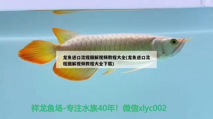 龍魚進(jìn)口流程視頻講解下載：合法進(jìn)口龍魚的法規(guī)解讀 龍魚百科 第5張