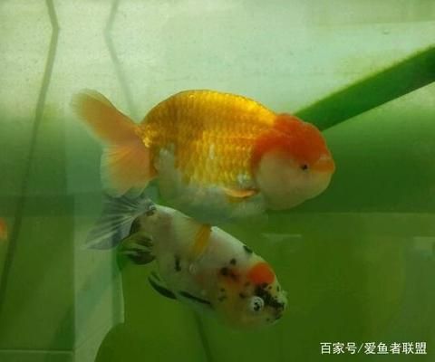 水族箱布置對幼魚的影響：水族箱布置對幼魚的影響是多方面的，水族箱布置對幼魚的影響 龍魚百科 第1張