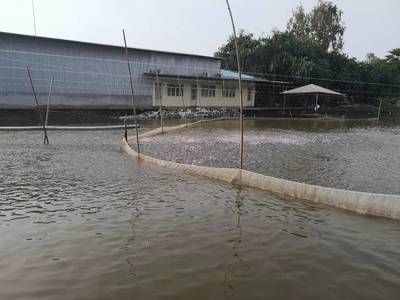 金龍魚(yú)戰(zhàn)斗力怎么樣：金龍魚(yú)在戰(zhàn)斗時(shí)，它的哪個(gè)部位是最關(guān)鍵的？ 水族問(wèn)答 第2張