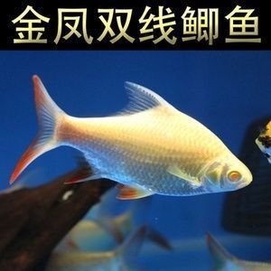 元寶鯽混養(yǎng)伴侶選擇：元寶鯽與泰國鯽混養(yǎng)案例 龍魚百科 第5張