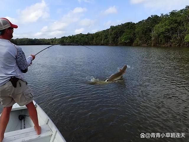 龍魚哪里釣：印度尼西亞卡普林河釣魚攻略,泰國湄公河龍魚垂釣技巧 龍魚百科 第3張