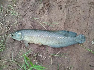 龍魚哪里釣：印度尼西亞卡普林河釣魚攻略,泰國湄公河龍魚垂釣技巧 龍魚百科 第2張