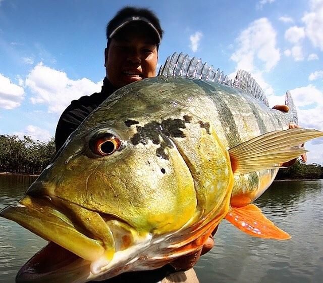 龍魚哪里釣：印度尼西亞卡普林河釣魚攻略,泰國湄公河龍魚垂釣技巧 龍魚百科 第5張