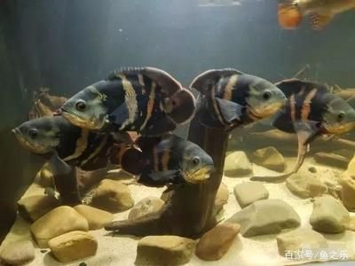 銀板魚最佳飼養(yǎng)環(huán)境設置：銀板魚最佳飼養(yǎng)環(huán)境設置要點 龍魚百科 第3張