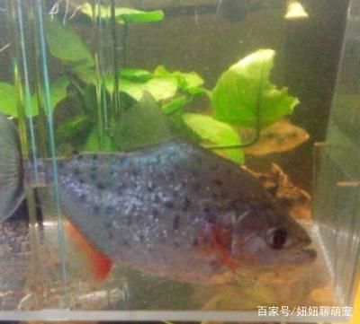 銀板魚最佳飼養(yǎng)環(huán)境設置：銀板魚最佳飼養(yǎng)環(huán)境設置要點 龍魚百科 第4張