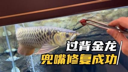 龍魚兜嘴怎么治療貼吧：紅龍魚兜嘴手術(shù)治療方法：龍魚兜嘴手術(shù)治療方法 龍魚百科 第1張