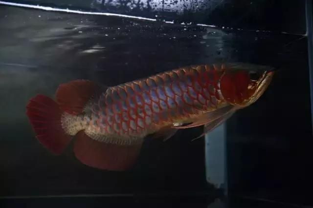 龍魚兜嘴怎么治療貼吧：紅龍魚兜嘴手術(shù)治療方法：龍魚兜嘴手術(shù)治療方法 龍魚百科 第5張