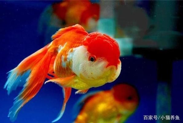 金龍魚(yú)長(zhǎng)到60需要幾年才能長(zhǎng)大：金龍魚(yú)從孵化到長(zhǎng)到60厘米需要多長(zhǎng)時(shí)間？ 水族問(wèn)答 第2張