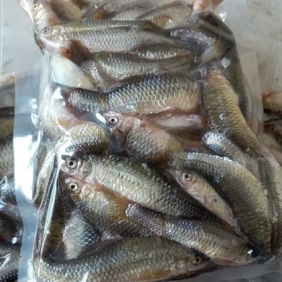 龍魚禁止進口魚類嗎：亞洲龍魚的進口并非全面禁止，而是需要符合一定的條件 龍魚百科 第1張