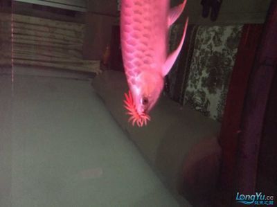 龍魚病死了能吃嗎有毒嗎：龍魚死亡后能不能食用 龍魚百科 第1張