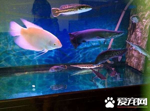 招財(cái)魚(yú)混養(yǎng)注意事項(xiàng)：在混養(yǎng)招財(cái)魚(yú)時(shí)，需要注意水質(zhì)、食物和環(huán)境因素和環(huán)境因素 龍魚(yú)百科 第5張