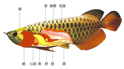 龍魚內(nèi)部構(gòu)造：關(guān)于龍魚的內(nèi)部構(gòu)造及其功能 龍魚百科 第2張