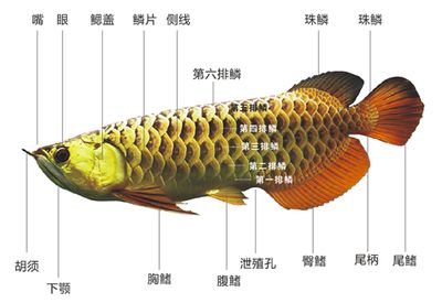 龍魚內(nèi)部構(gòu)造：關(guān)于龍魚的內(nèi)部構(gòu)造及其功能 龍魚百科 第3張