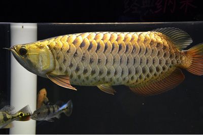 龍魚(yú)發(fā)色階段詳解：龍魚(yú)發(fā)色期如何選擇飼料，不同品種龍魚(yú)發(fā)色差異，龍魚(yú)發(fā)色期水質(zhì)管理技巧 龍魚(yú)百科 第4張