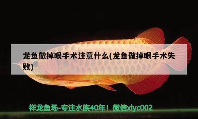 龍魚(yú)做掉眼手術(shù)難嗎：龍魚(yú)掉眼手術(shù)是一種針對(duì)龍魚(yú)眼部問(wèn)題的醫(yī)療干預(yù)措施 龍魚(yú)百科 第5張