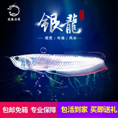 銀龍魚風(fēng)水布局技巧：銀龍魚與家居風(fēng)水的關(guān)系 龍魚百科 第3張