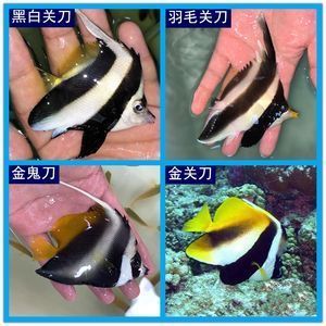 龍魚缸改海水缸好嗎：龍魚缸改成海水缸可行嗎 龍魚百科 第3張