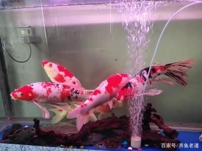 龍魚(yú)發(fā)驚怎么辦：如何判斷龍魚(yú)是否受驚 龍魚(yú)百科 第1張