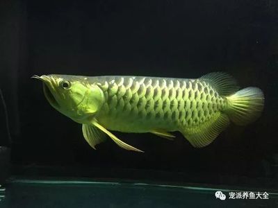 龍魚(yú)發(fā)驚怎么辦：如何判斷龍魚(yú)是否受驚 龍魚(yú)百科 第4張