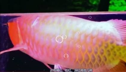 龍魚一斤多少錢：龍魚市場(chǎng)價(jià)格波動(dòng)原因 龍魚百科 第3張