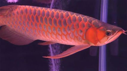 龍魚一斤多少錢：龍魚市場(chǎng)價(jià)格波動(dòng)原因 龍魚百科 第4張