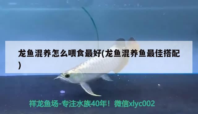 龍魚混養(yǎng)怎么喂食最好：龍魚混養(yǎng)喂食的最佳策略是采用多樣化和均衡的飼料 龍魚百科 第1張