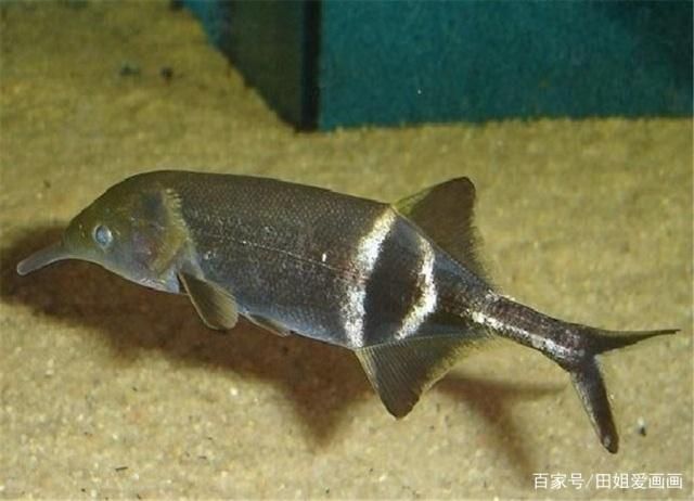 象鼻魚混養(yǎng)最佳伴侶選擇：象鼻魚與雷龍魚混養(yǎng)技巧象鼻魚混養(yǎng)沖突預(yù)防方法 龍魚百科 第2張