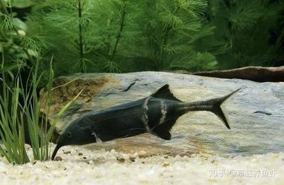 象鼻魚混養(yǎng)最佳伴侶選擇：象鼻魚與雷龍魚混養(yǎng)技巧象鼻魚混養(yǎng)沖突預(yù)防方法 龍魚百科 第5張