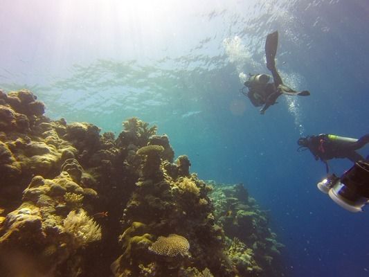 龍魚缸放珊瑚骨：珊瑚骨在水族箱中的作用,龍魚缸水質(zhì)調(diào)節(jié)的最佳方法 龍魚百科 第4張