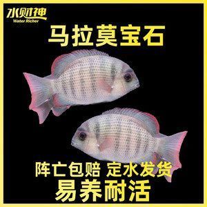 如何選擇適合風(fēng)水的龍魚品種：選擇適合風(fēng)水的龍魚品種 龍魚百科 第4張