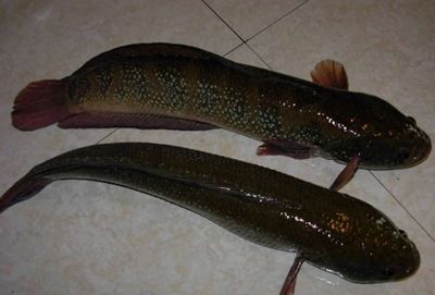 雷龍魚主食吃什么好：如何判斷雷龍魚喂食頻率的最佳實(shí)踐 龍魚百科 第5張