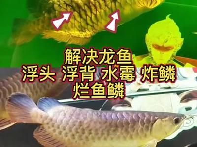 龍魚魚鱗爛了怎么辦?。喝绾翁幚睚堲~的魚鱗腐爛問題 龍魚百科 第3張