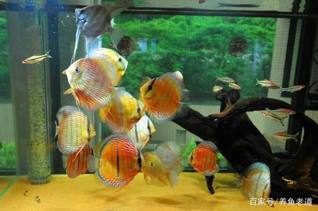 金龍魚(yú)正常水溫：關(guān)于金魚(yú)水溫的疑問(wèn)句 水族問(wèn)答