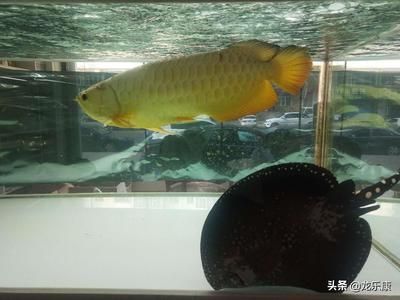 龍魚(yú)和什么魚(yú)一起養(yǎng)會(huì)比較好：與龍魚(yú)一起養(yǎng)殖的其他魚(yú)類 龍魚(yú)百科 第4張