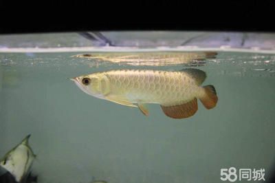 龍魚(yú)缸水突然變渾濁：如何預(yù)防龍魚(yú)缸水突然變渾濁的問(wèn)題 龍魚(yú)百科 第4張