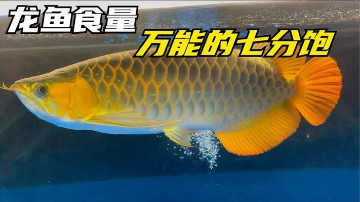 龍魚喂多少才知道飽：如何判斷龍魚的飽食量 龍魚百科 第2張