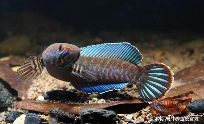 雷龍魚食：雷龍魚專用飼料品牌推薦 龍魚百科 第3張