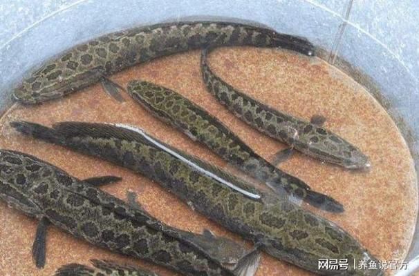 雷龍魚食：雷龍魚專用飼料品牌推薦 龍魚百科 第1張