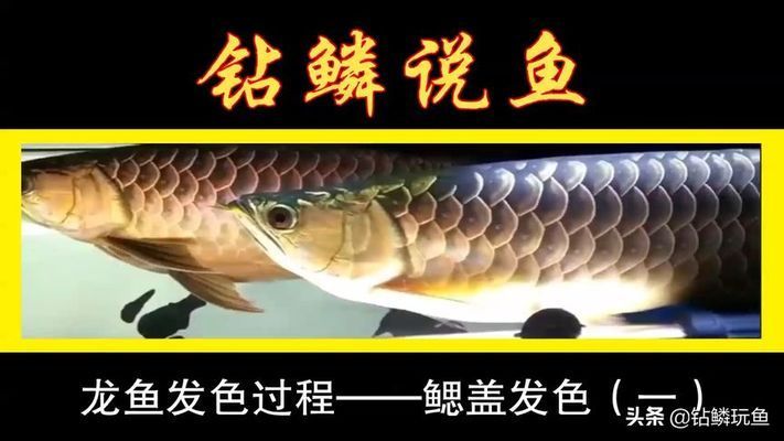 龍魚發(fā)色順序圖視頻：龍魚發(fā)色過程中的光照管理, 龍魚百科 第4張