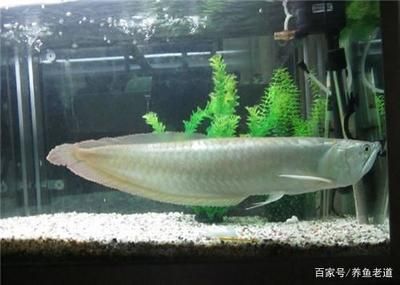 銀龍魚苗最佳喂食頻率：銀龍魚苗最佳喂食頻率為每天1-4次 龍魚百科 第2張