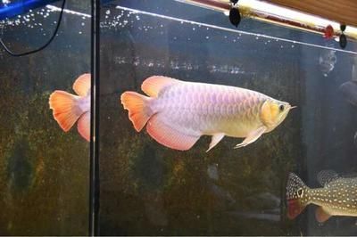 龍魚(yú)入缸斜著：新龍魚(yú)入缸斜著游怎么辦 龍魚(yú)百科 第2張