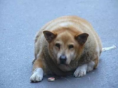 金龍魚只吃大麥蟲不吃別的蟲：金龍魚為什么不吃蚯蚓或其他昆蟲，金龍魚為什么不吃大麥蟲 水族問答 第2張